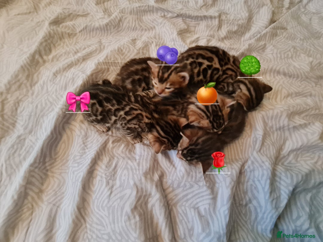 Bengal cats for sale: Beautiful Bengal Kittens  in Sutton - Image 13