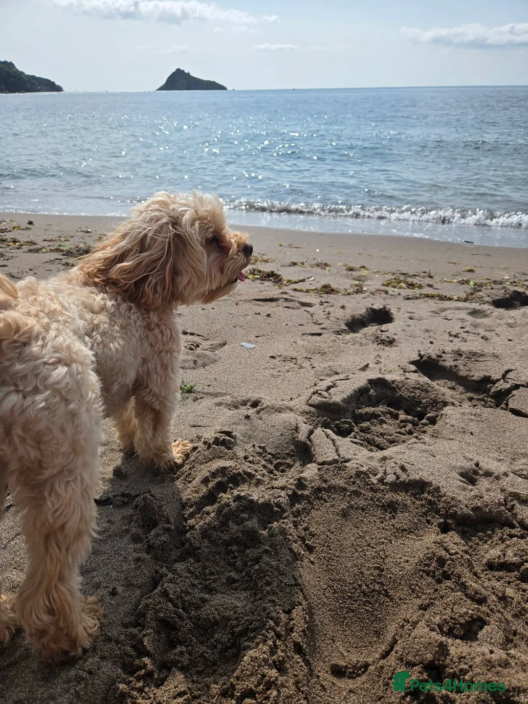 Maltipoo dogs for sale: Maltese in Torquay - Advert 7