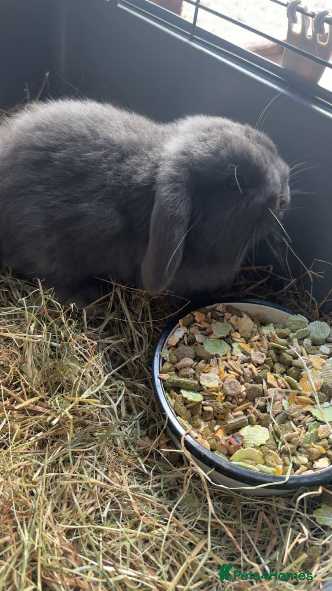 Mini Lop rabbits Mini lop babies - Advert 20