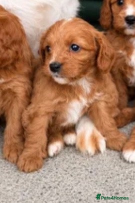 Cavapoo dogs F1 type Fox red & white Cavapoo Puppies  - Advert 2