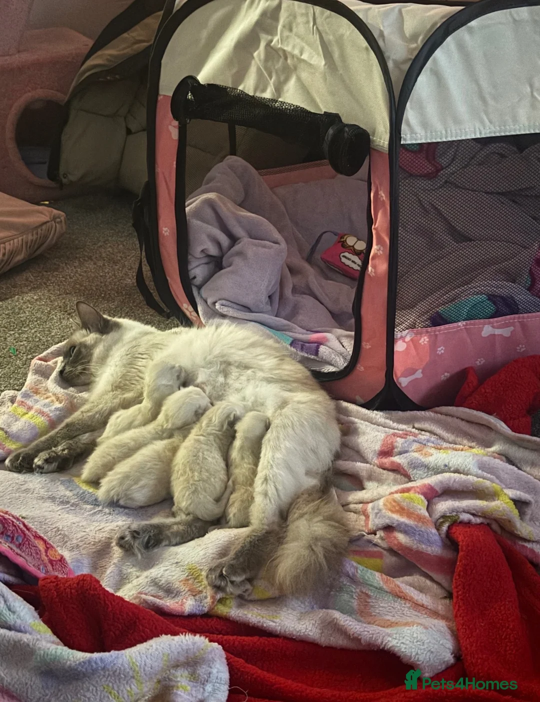 Ragdoll cats for sale: Beautiful Ragdoll Kittens - ready in December - Advert 1
