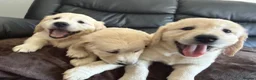 Golden Retriever dogs for sale: KC Registered Golden Retriever puppies.  - Advert 9