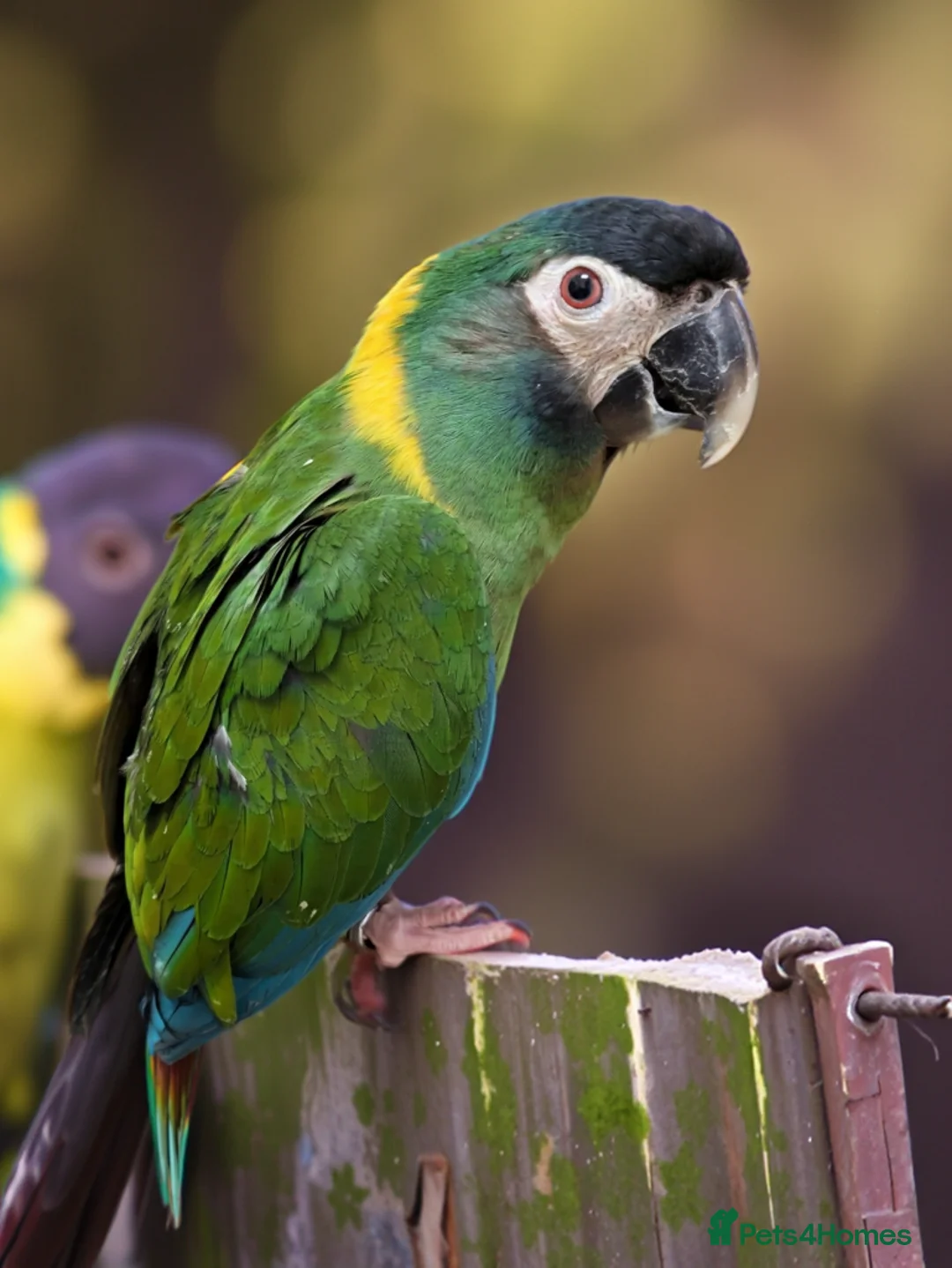 Macaws birds for sale: Golden collard Macaw Yellow collard Macaw  - Advert 5