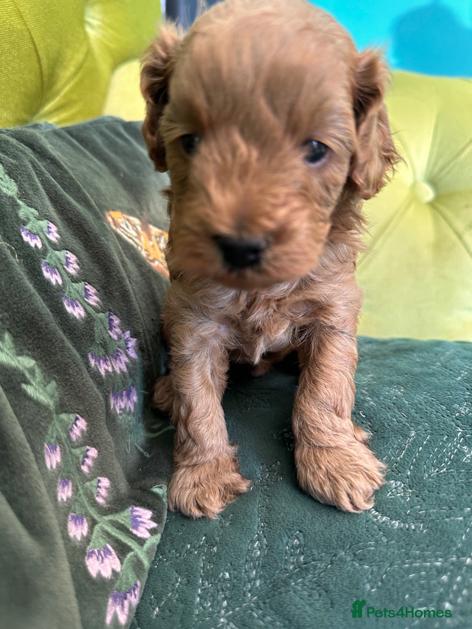 Mixed Breed dogs 🌟 Stunning F1b Cavapoo Puppies For Sale 🌟 - Advert 1