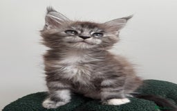 Maine Coon cats for sale: Ready for reservation 🥰 - Image 9