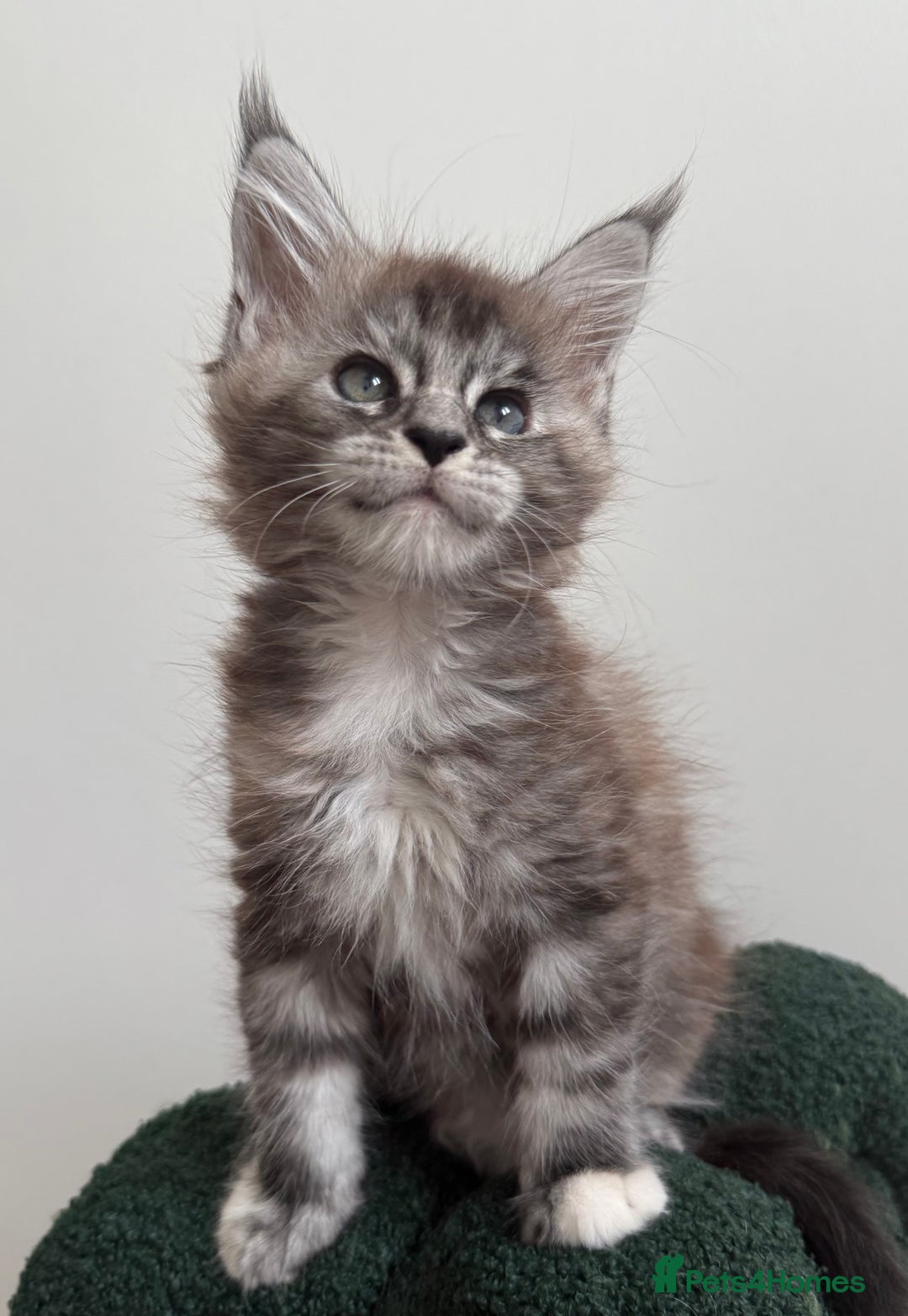 Maine Coon cats for sale: Ready for reservation 🥰 - Image 9