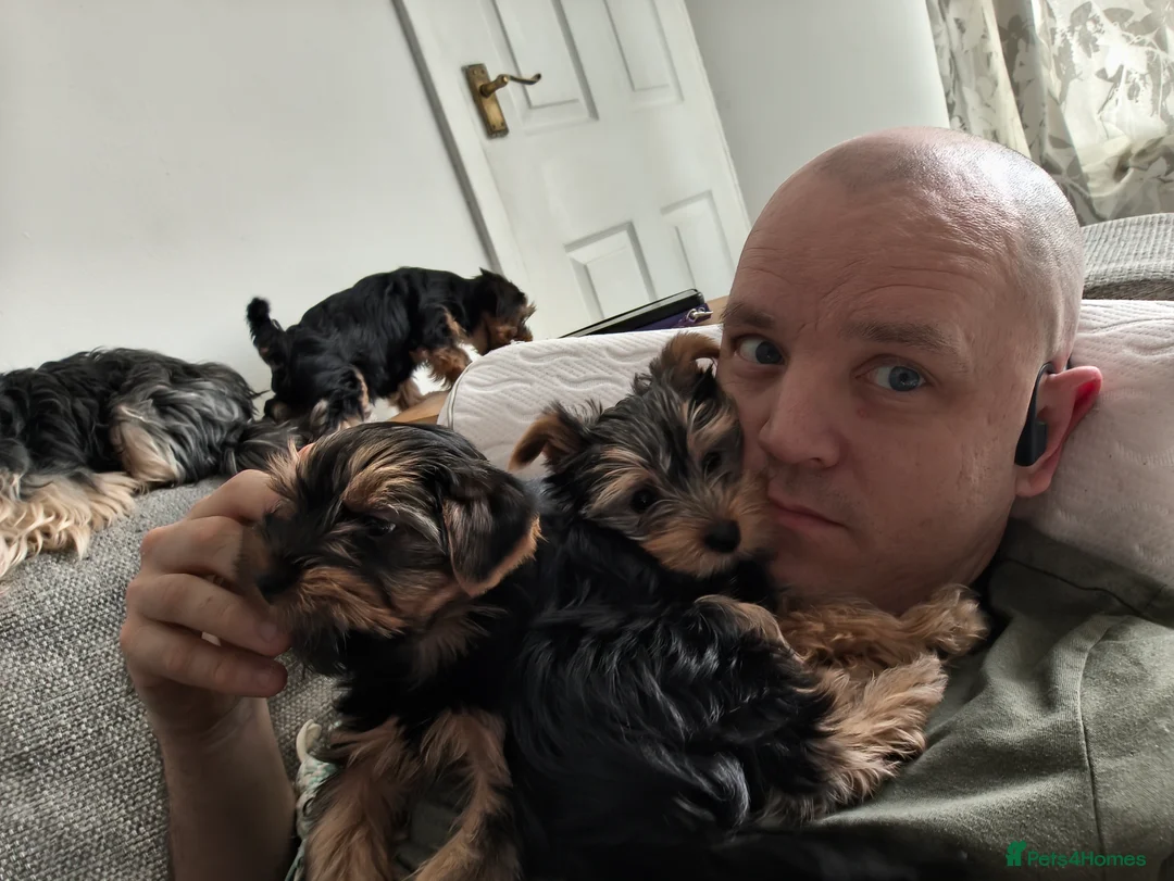 Yorkshire Terrier dogs for sale: Yorkshire Terrier–microchipped,vaccine,vet checked - Advert 10