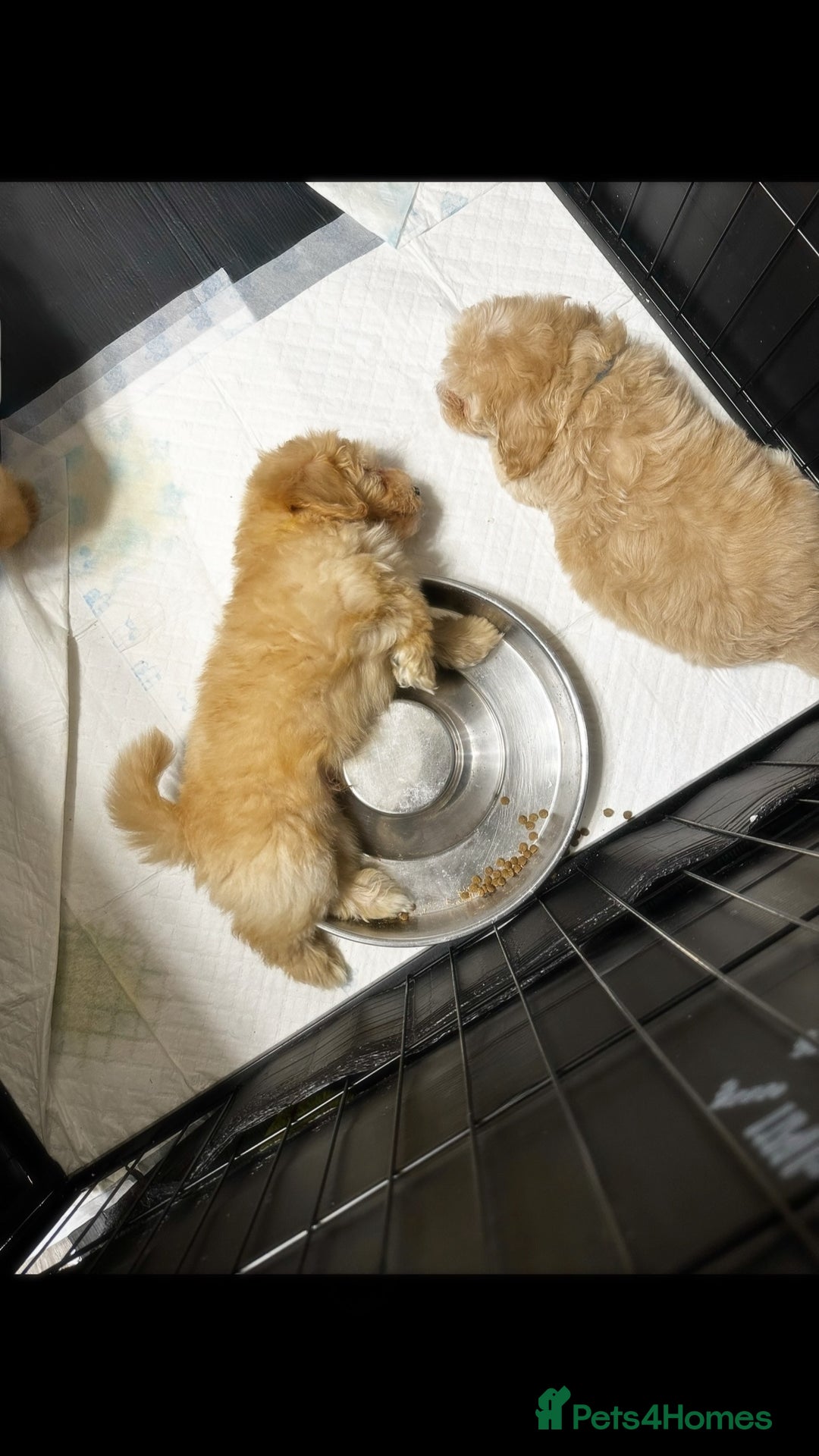 Maltipoo dogs for sale: Cream F1 Maltipoos 🐶🩵🎀 - Advert 9