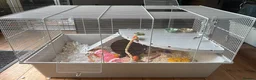 Mouse rodents for sale: Grey & white baby male mouse with cage for sale - Advert 2