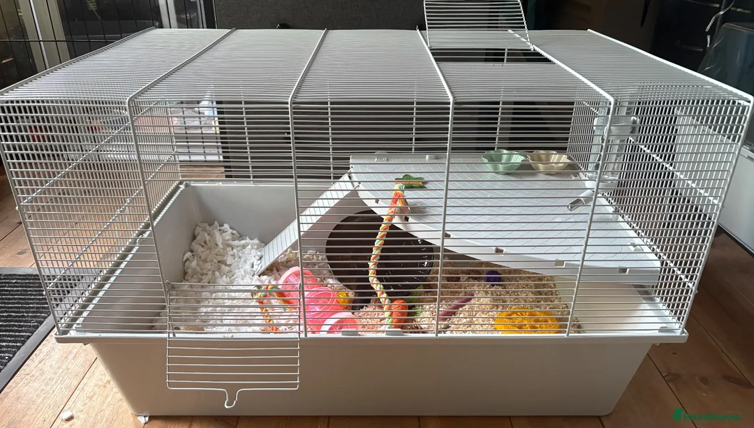 Mouse rodents for sale: Grey & white baby male mouse with cage for sale - Advert 2