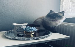 Ragdoll cats for sale: Ragdoll kittens - Image 4