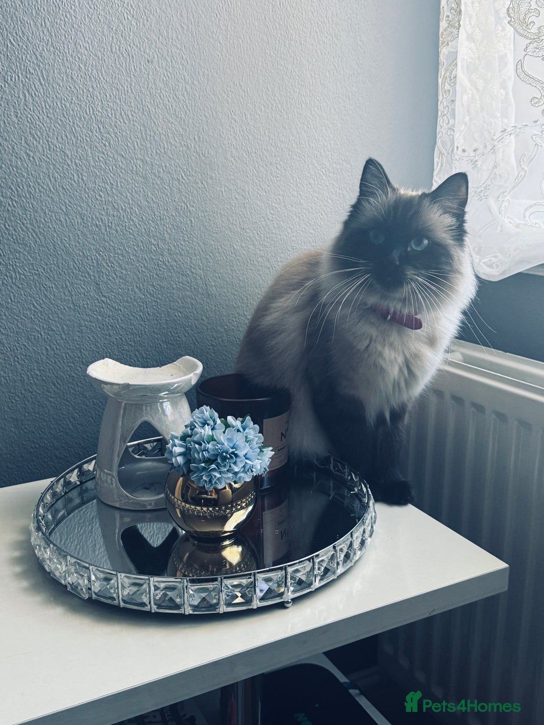 Ragdoll cats for sale: Ragdoll kittens - Image 4