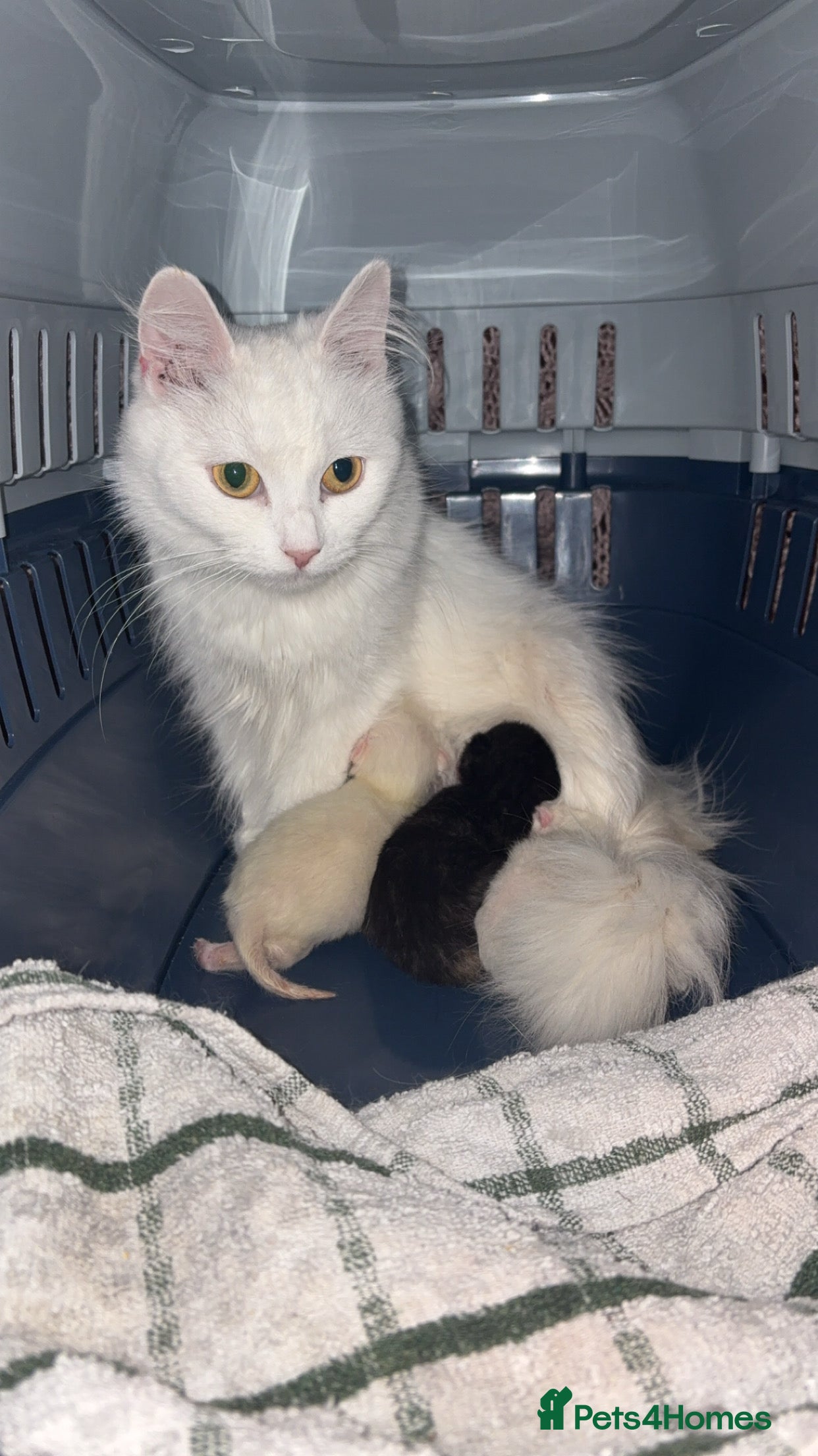 Mixed Breed cats 2 beautiful white kittens  - Advert 1