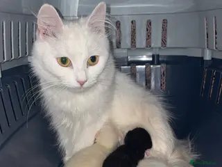 Mixed Breed cats 2 beautiful white kittens - Advert 2