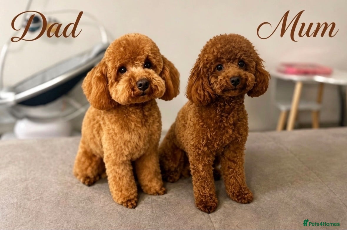 Toy Poodle dogs Kc registered deep red toy poodles - Advert 1