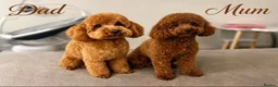 Toy Poodle dogs for sale: Kc registered deep red toy poodles - Advert 1