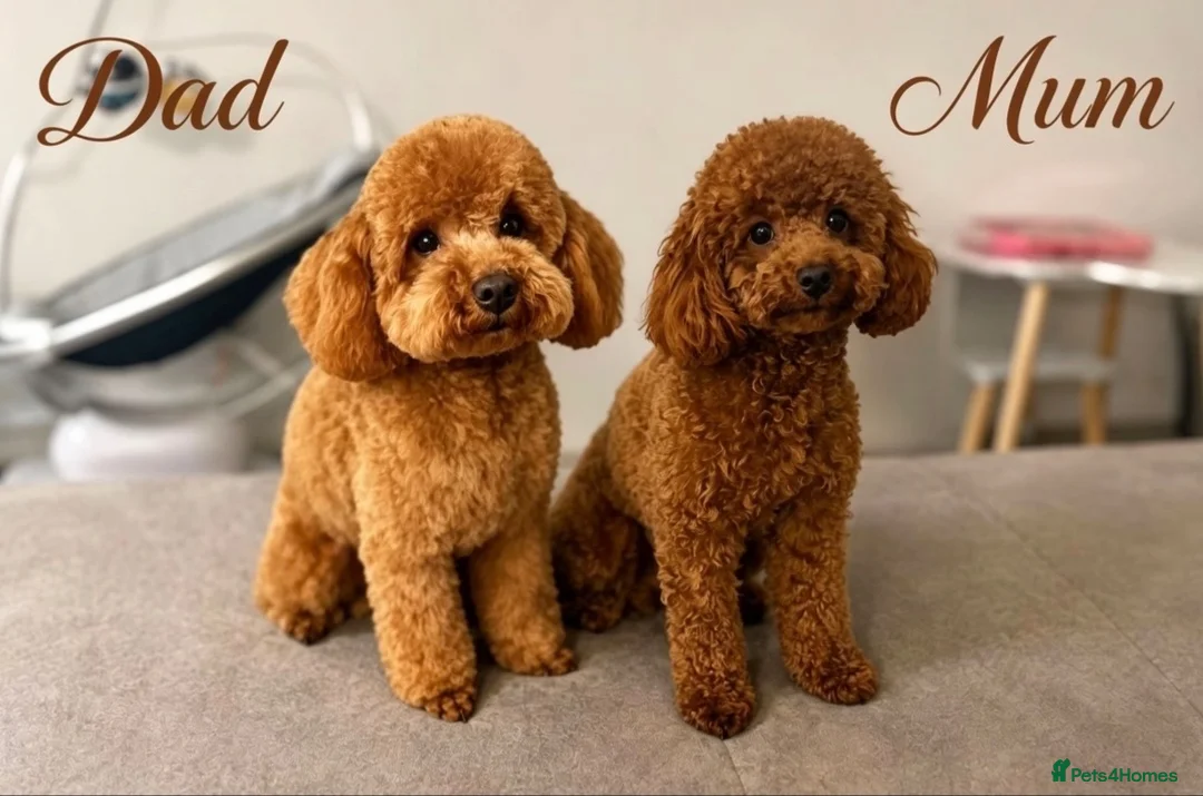 Toy Poodle dogs for sale: Kc registered deep red toy poodles - Advert 1