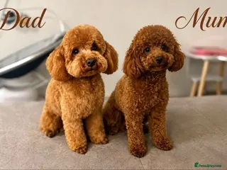 Toy Poodle dogs Kc registered deep red toy poodles - Advert 3