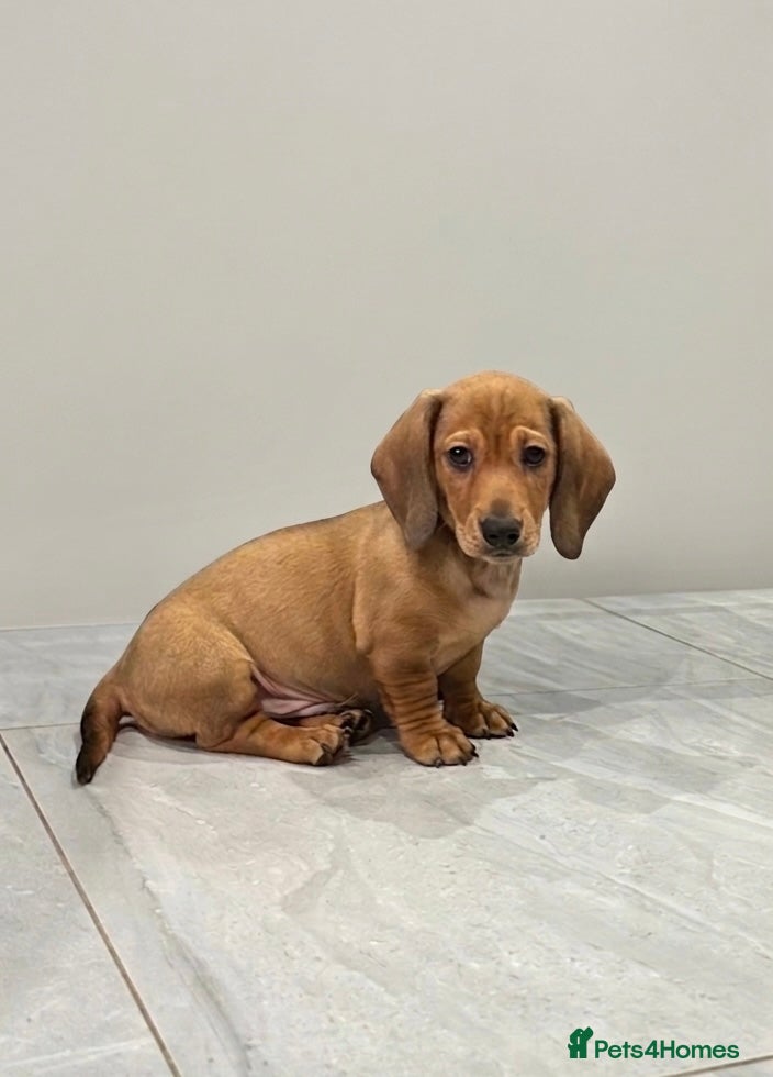 Miniature Dachshund dogs Adorable mini smoothe dachshund puppies - Advert 8
