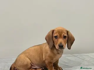 Miniature Dachshund dogs Adorable mini smoothe dachshund puppies - Advert 8