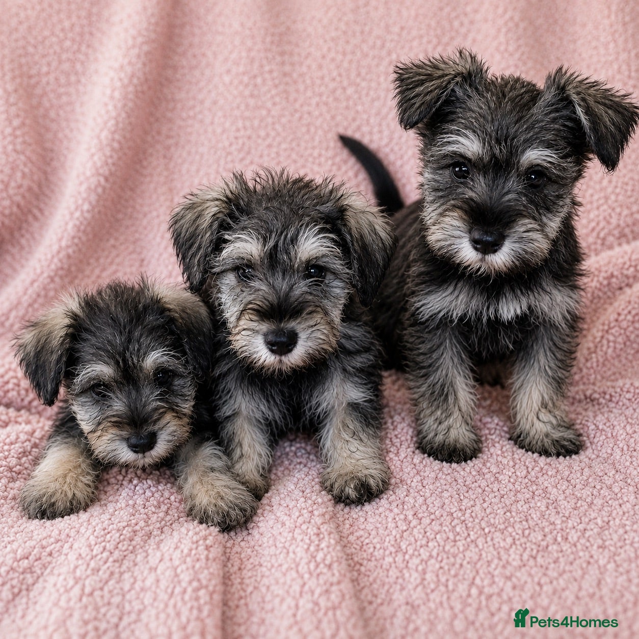 Miniature Schnauzer dogs Miniature Schnauzer Puppies–Pepper&Salt Boys&Girls - Advert 1