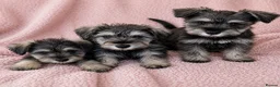 Miniature Schnauzer dogs for sale: Miniature Schnauzer Puppies–Pepper&Salt Boys&Girls in Brentwood - Advert 1