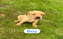 Labrador Retriever dogs for sale: Labrador Retriever Puppies  - Image 4