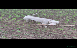 Weimaraner dogs for stud: My boy looking to stud - Image 1