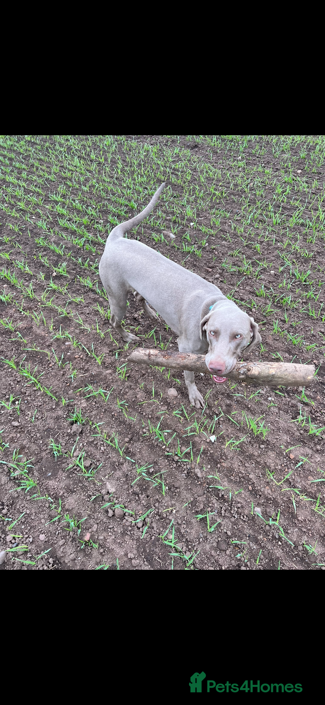 Weimaraner dogs for stud: My boy looking to stud - Image 1