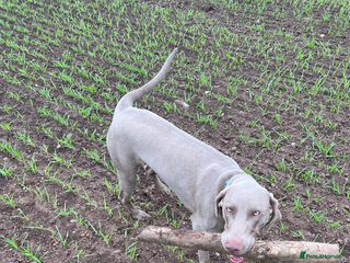 Weimaraner dogs - Advert 28
