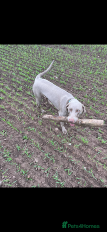 Weimaraner dogs - Advert 1