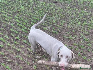 Weimaraner dogs My boy looking to stud - Advert 1