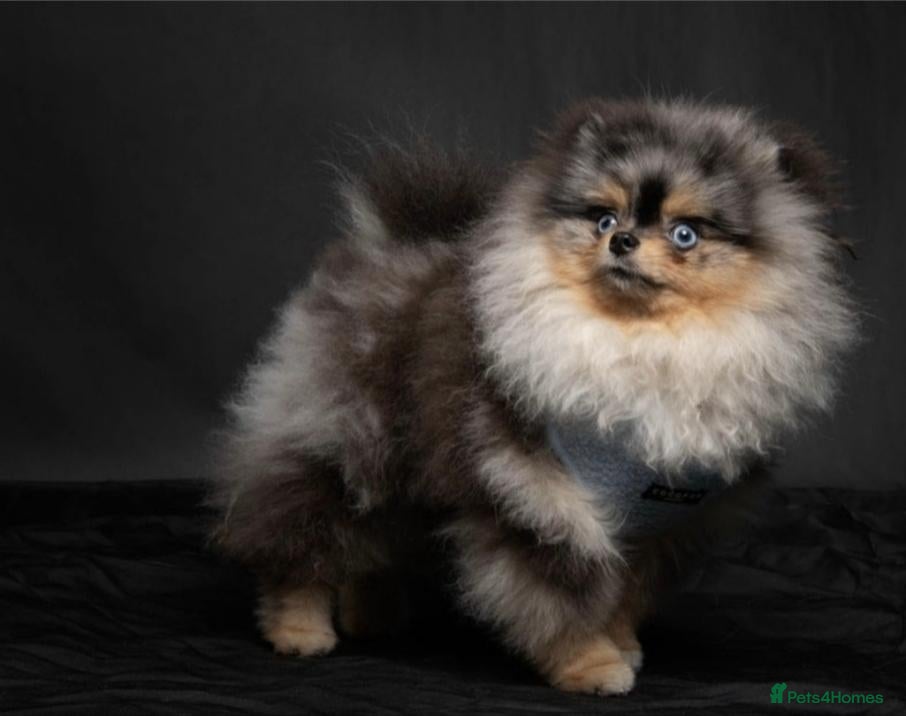 Pomeranian dogs Beautiful Silver Merle Pom Girl with Blue Eye - Advert 2