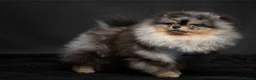 Pomeranian dogs for sale: Beautiful Silver Merle Pom Girl with Blue Eye - Advert 5