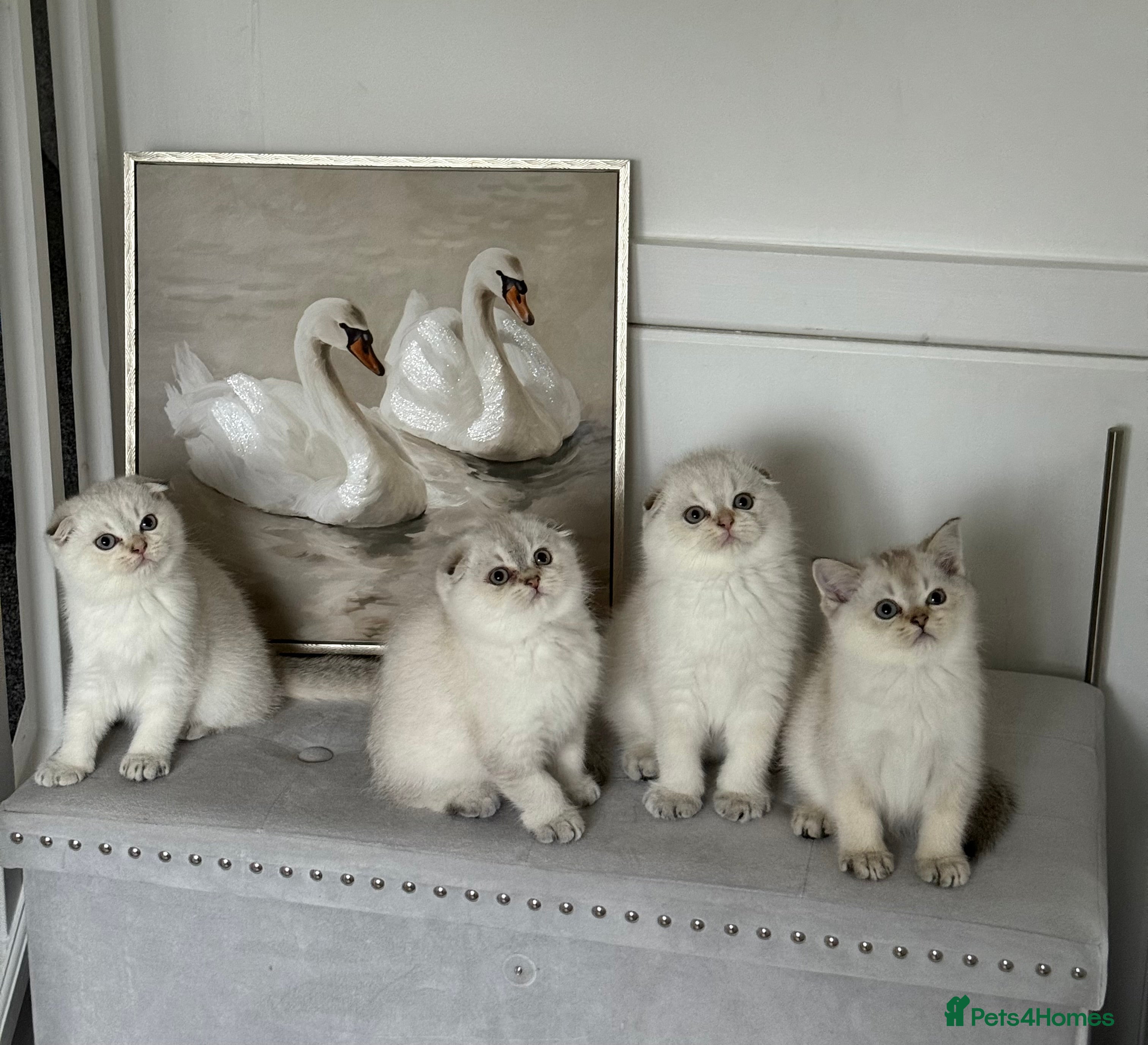 Scottish Fold cats * 1 LAST LUXURY SCOTTISH FOLD BOY AVAILABLE* - Advert 2