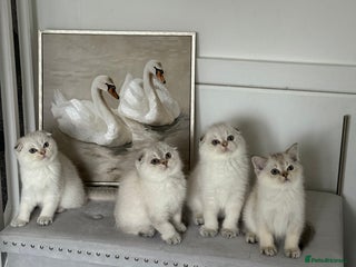 Scottish Fold cats *LUXURY SCOTTISH FOLD & 1 STRAIGHT KITTENS* - Advert 3