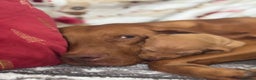 Hungarian Vizsla dogs for sale: Hungarian Vizsla Puppies for sale  - Advert 9