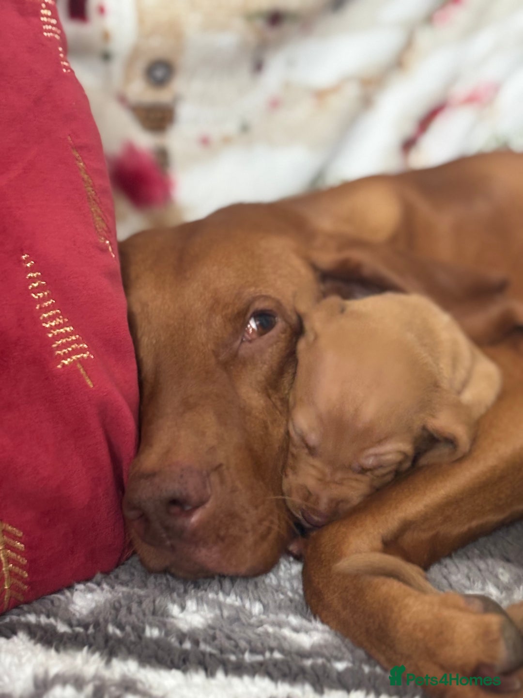 Hungarian Vizsla dogs for sale: Hungarian Vizsla Puppies for sale  - Advert 9