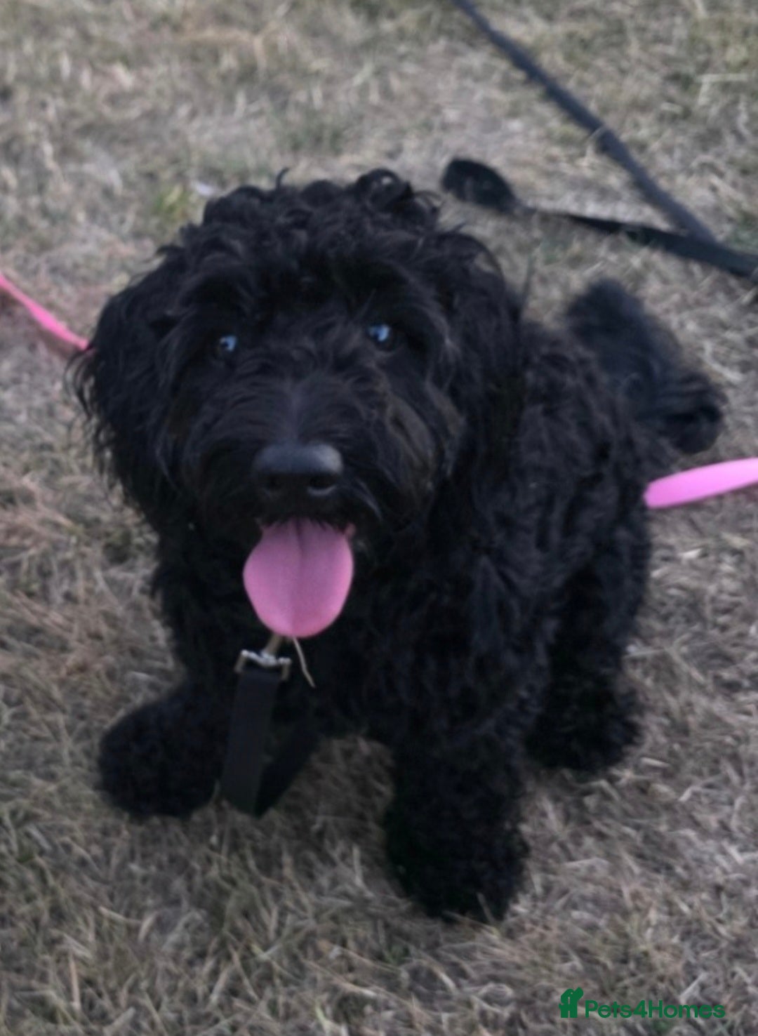 Doxiepoo dogs for sale: OZZY (daxiepoo) - Image 2