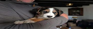 Borador Puppy 1