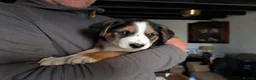 Borador dogs for sale: Borador pups with a bit of kelpie too! - Advert 7