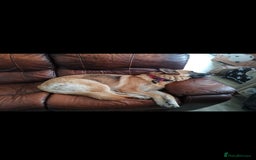 German Shepherd dogs for sale: River, 7yr old, German Shepherd (Female)  - Image 3