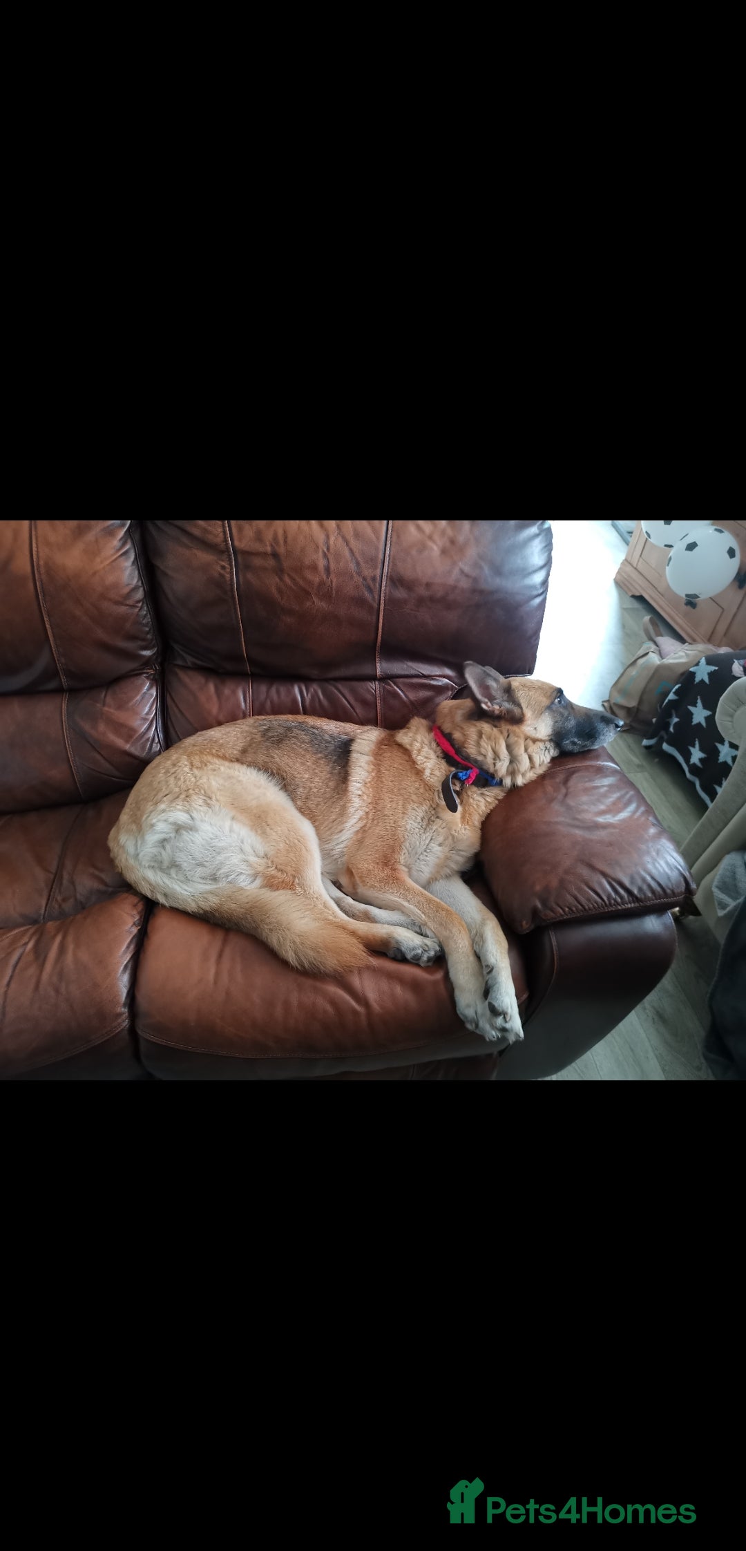 German Shepherd dogs for sale: River, 7yr old, German Shepherd (Female)  - Image 3