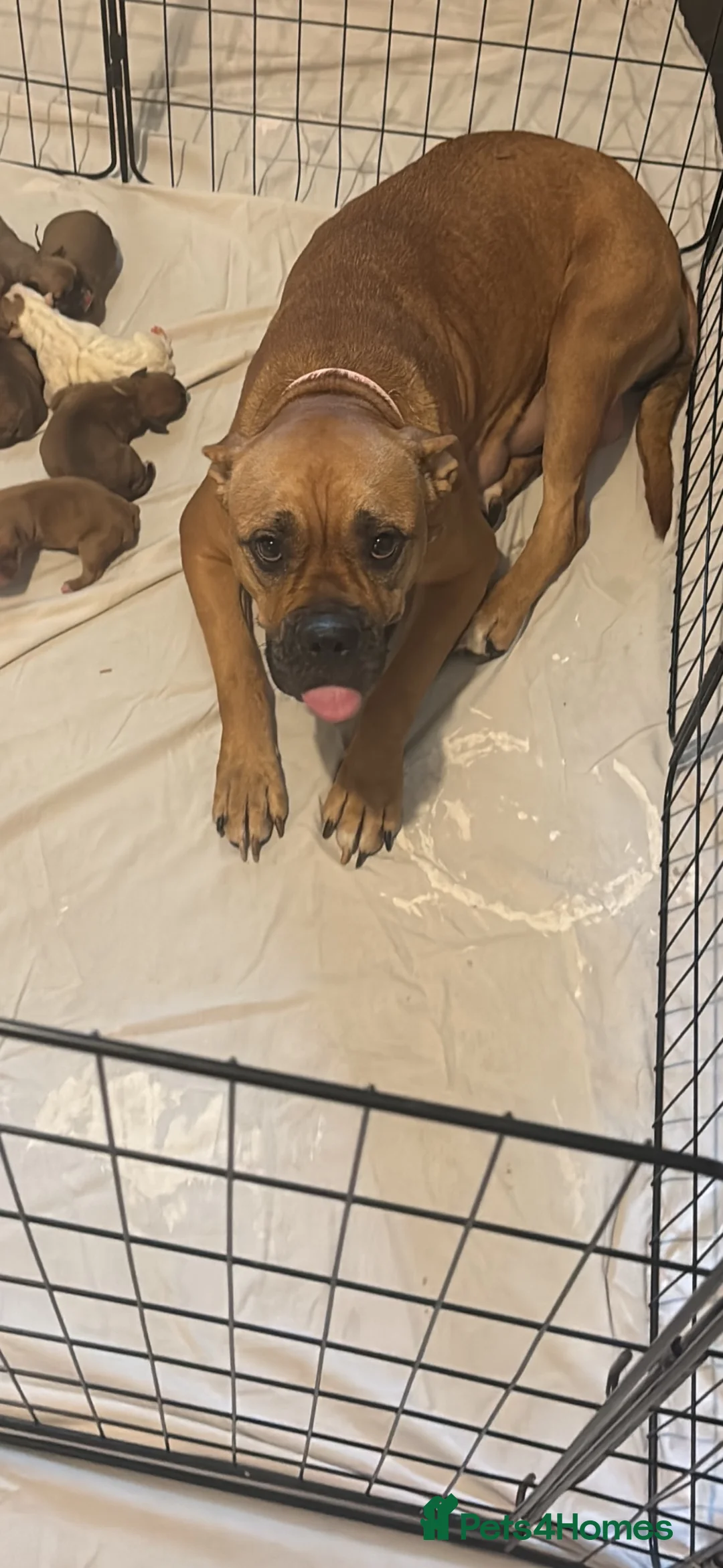 Mixed Breed dogs for sale: Mastiff cross. 10 pups (7 boys… 3 girls…)  - Advert 2