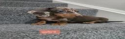 Dachshund dogs for sale: Beautiful dachshund babies  in Barnsley - Advert 5