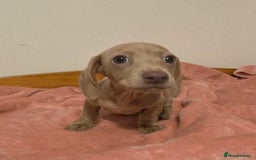 Miniature Dachshund dogs for sale: REDUCED LITTER KC REG mini Daxi  - Image 20