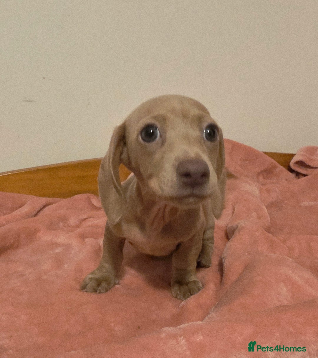 Miniature Dachshund dogs for sale: REDUCED LITTER KC REG mini Daxi  - Image 20