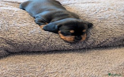 Miniature Dachshund dogs for sale: Miniature Dachshund Puppies For Sale  - Advert 10