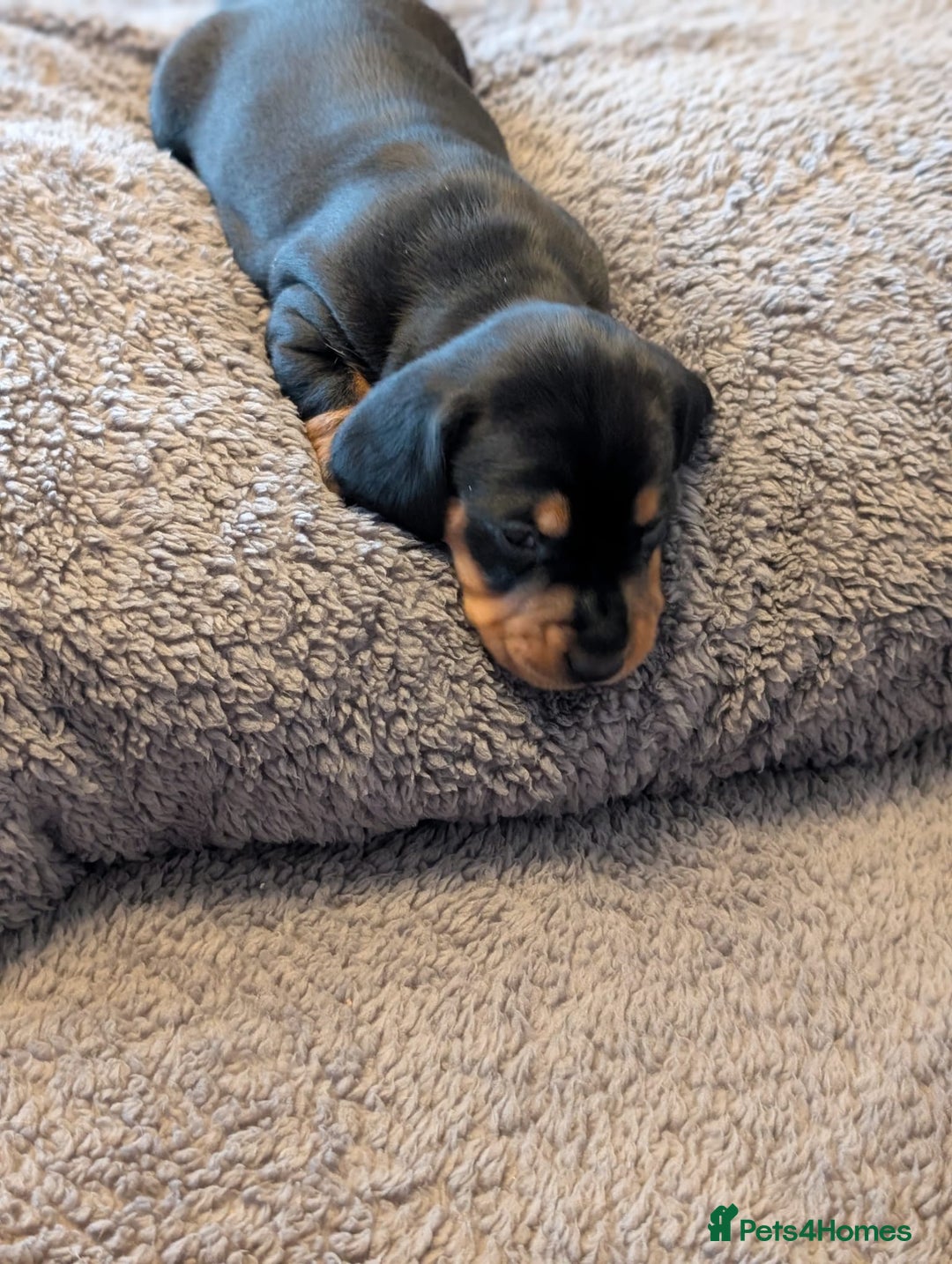 Miniature Dachshund dogs for sale: Miniature Dachshund Puppies For Sale  - Advert 10