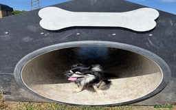 Chihuahua dogs for stud: Long Haired Black and Tan Chihuahua For Stud - Image 5